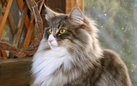 Norwegian Cat