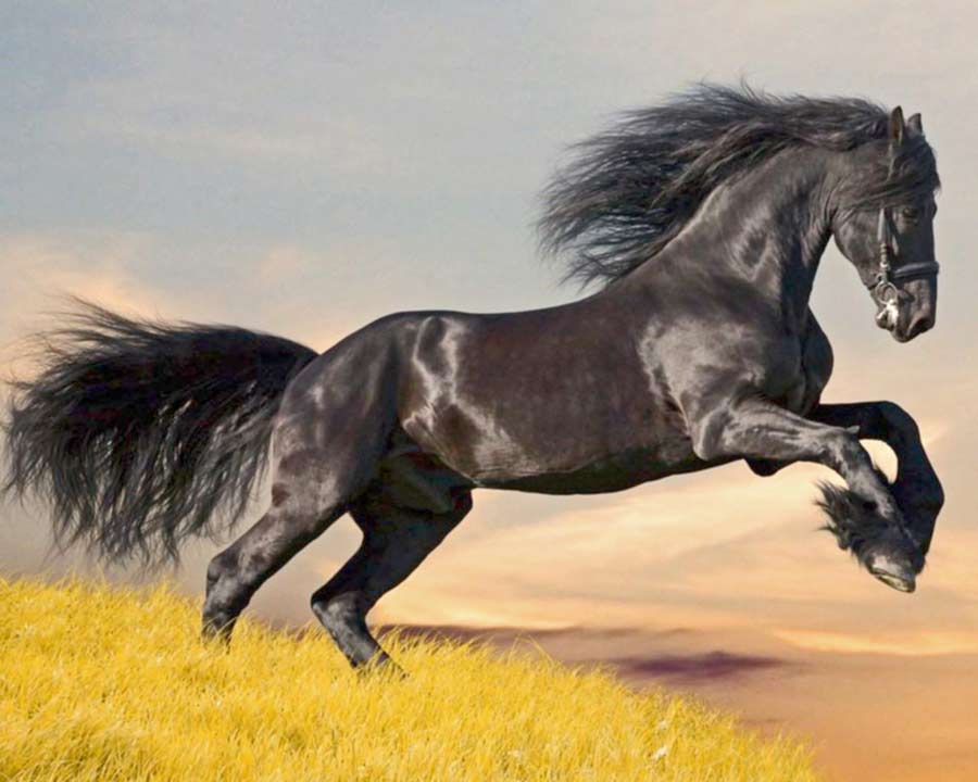 Bucéfalo - El caballo de Alejandro Magno